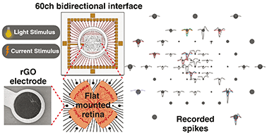 Graphical abstract: Graphene-based microelectrodes with bidirectional functionality for next-generation retinal electronic interfaces