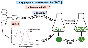 Graphical abstract: Improvement of growth and lipid accumulation in microalgae with aggregation-induced emission-based nanomaterials towards sustainable lipid production