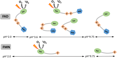 Graphical abstract: pH modulates efficiency of singlet oxygen production by flavin cofactors
