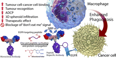 Graphical abstract: Macrophage-engaging peptidic bispecific antibodies (pBsAbs) for immunotherapy via a facile bioconjugation strategy