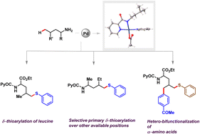 Graphical abstract: Generating the Pd-catalyzed δ C–H chalcogenation of aliphatic picolinamides: systematically decreasing the bias