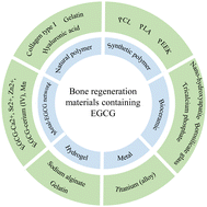 Graphical abstract: The recent progress of bone regeneration materials containing EGCG