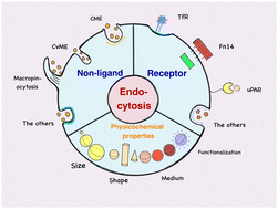 Graphical abstract: Endocytosis: the match point of nanoparticle-based cancer therapy