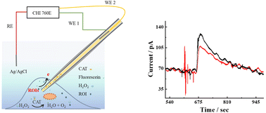 Graphical abstract: Catalase-assisted peroxide quenching for electrochemical measurement of reactive oxygen intermediates in single living cells