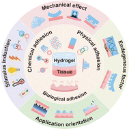 Graphical abstract: Dynamic regulation of interfacial adhesion in biomedical hydrogels