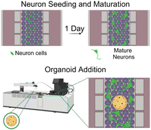 Graphical abstract: Engineering neuronal networks in granular microgels to innervate bioprinted cancer organoids on-a-chip