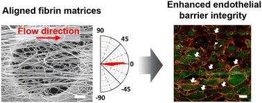 Graphical abstract: Endothelial layers cultured on an aligned fibrin matrix exhibit enhanced barrier integrity