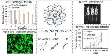 Graphical abstract: A modular polymer platform for efficient mRNA delivery in cancer immunotherapy