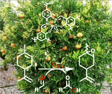 Graphical abstract: Aerobic Mukaiyama-type oxidation of essential oil of ortanic tangor from Reunion Island: an applied example of valorization on terpenes using salophen complexes