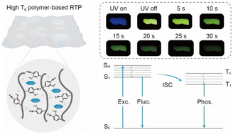 Graphical abstract: Chain-stiffening enhanced ultralong organic phosphorescence in high glass transition temperature polymers