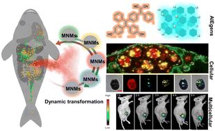 Graphical abstract: A transformative perspective on aggregation-induced emission bioimaging: illuminating the complex pathways of metal nanomaterial toxicology