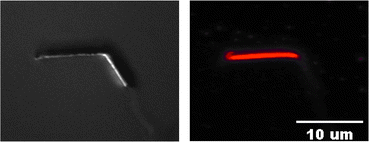 Graphical abstract: Biological applications of high aspect ratio nanoparticles
