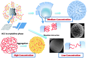 Graphical abstract: Biomimetic synthesis of monodisperse rosette-like calcite mesocrystals regulated by carboxymethyl cellulose and the proposed mechanism :  An unconventional rhombohedra-stacking route