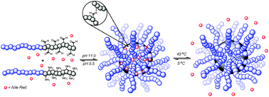 Graphical abstract: pH triggered self-assembly of core cross-linked star polymers possessing thermoresponsive cores