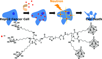 Graphical abstract: Design of multivalent galactosyl carborane as a targeting specific agent for potential application to boron neutron capture therapy