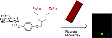 Graphical abstract: Probing the limitations of the fluorous content for tag-mediated microarray formation