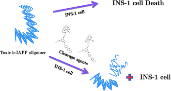 Graphical abstract: Protective effects of cleavage agents on INS-1 cells against h-IAPP-induced apoptosis