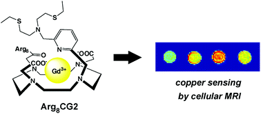 Graphical abstract: A cell-permeable gadolinium contrast agent for magnetic resonance imaging of copper in a Menkes disease model