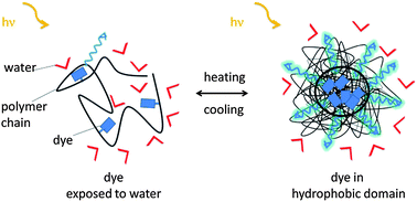 Graphical abstract: Structure-related differences in the temperature-regulated fluorescence response of LCST type polymers