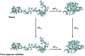 Graphical abstract: On the urea induced hydrophobic collapse of a water soluble polymer