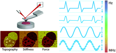 Graphical abstract: Quantitative biomolecular imaging by dynamic nanomechanical mapping