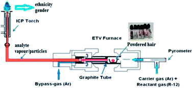 Graphical abstract: Ethnic background and gender identification using electrothermal vaporization coupled to inductively coupled plasma optical emission spectrometry for forensic analysis of human hair