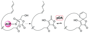 Graphical abstract: Recent advances in the field of bioactive tetronates