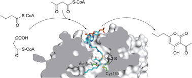 Graphical abstract: Fungal type III polyketide synthases