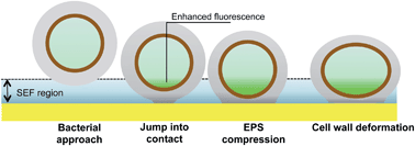 Graphical abstract: Residence-time dependent cell wall deformation of different Staphylococcus aureus strains on gold measured using surface-enhanced-fluorescence
