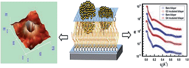 Graphical abstract: A new microscopic insight into membrane penetration and reorganization by PETIM dendrimers