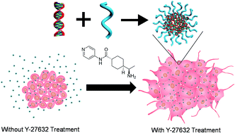 Graphical abstract: Enhanced non-viral gene delivery to human embryonic stem cells via small molecule-mediated transient alteration of the cell structure