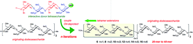 Graphical abstract: Making the longest sugars: a chemical synthesis of heparin-related [4]n oligosaccharides from 16-mer to 40-mer