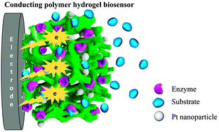 Graphical abstract: Rational design and applications of conducting polymer hydrogels as electrochemical biosensors