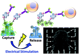 Graphical abstract: Integrated 3D conducting polymer-based bioelectronics for capture and release of circulating tumor cells