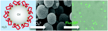 Graphical abstract: Fabrication of calcium phosphate microcapsules using emulsion droplets stabilized with branched copolymers as templates