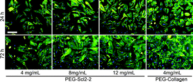 Graphical abstract: Collagen-mimetic hydrogels promote human endothelial cell adhesion, migration and phenotypic maturation