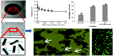 Graphical abstract: Development and characterization of polyethylene glycol–carbon nanotube hydrogel composite