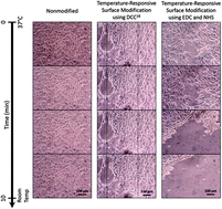 Graphical abstract: Surface modification of uniaxial cyclic strain cell culture platform with temperature-responsive polymer for cell sheet detachment