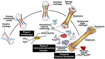 Graphical abstract: High biocompatibility and improved osteogenic potential of amorphous calcium carbonate/vaterite