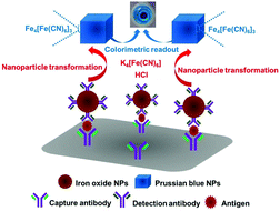 Graphical abstract: Cost-effective and sensitive colorimetric immunosensing using an iron oxide-to-Prussian blue nanoparticle conversion strategy