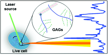 Graphical abstract: Probing glycosaminoglycan spectral signatures in live cells and their conditioned media by Raman microspectroscopy