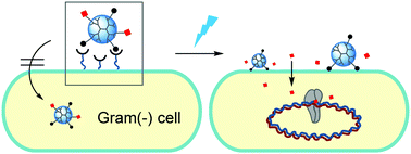 Graphical abstract: Light-controlled active release of photocaged ciprofloxacin for lipopolysaccharide-targeted drug delivery using dendrimer conjugates