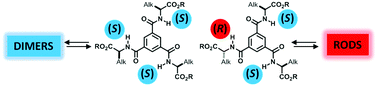 Graphical abstract: Tuning the structure of 1,3,5-benzene tricarboxamide self-assemblies through stereochemistry