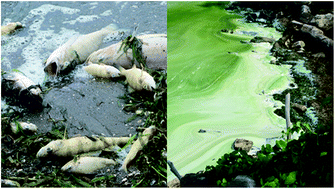 Graphical abstract: Cyanotoxin degradation activity and mlr gene expression profiles of a Sphingopyxis sp. isolated from Lake Champlain, Canada