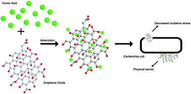 Graphical abstract: Mitigation in the toxicity of graphene oxide nanosheets towards Escherichia coli in the presence of humic acid