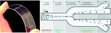 Graphical abstract: A disposable, roll-to-roll hot-embossed inertial microfluidic device for size-based sorting of microbeads and cells
