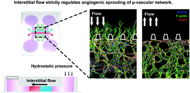 Graphical abstract: Interstitial flow regulates the angiogenic response and phenotype of endothelial cells in a 3D culture model
