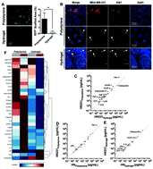 Graphical abstract: A liver microphysiological system of tumor cell dormancy and inflammatory responsiveness is affected by scaffold properties