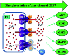 Graphical abstract: Phosphorylation of zinc channel ZIP7 drives MAPK, PI3K and mTOR growth and proliferation signalling