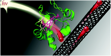 Graphical abstract: Photoinduced charge separation in single-walled carbon nanotube/protein integrated systems